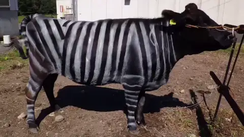 Pintan vacas como cebras como alternativa sostenible a los pesticidas para evitar las picaduras Pintan vacas como cebras como alternativa sostenible a los pesticidas para evitar las picaduras