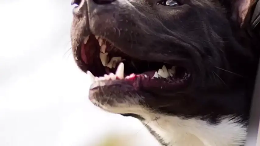 Rescatan a un perro que llevaba una hora conduciendo en círculos en Florida Rescatan a un perro que llevaba una hora conduciendo en círculos en Florida