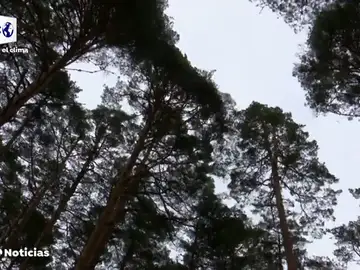 musica naturaleza musica naturaleza
