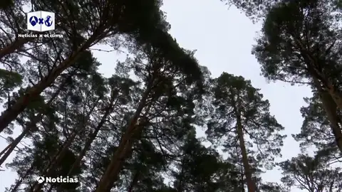 musica naturaleza musica naturaleza