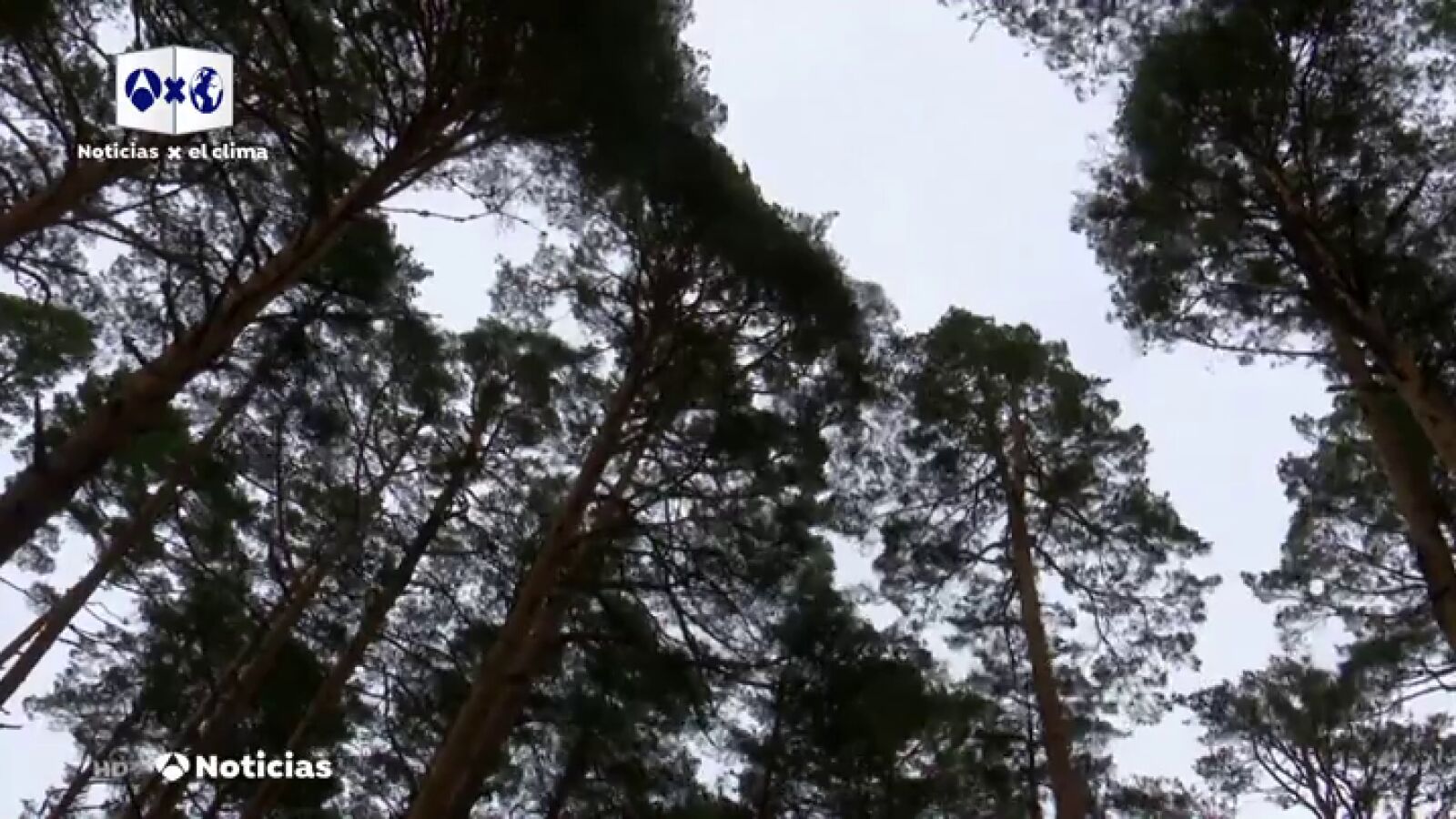 El cambio climático apaga los sonidos del bosque