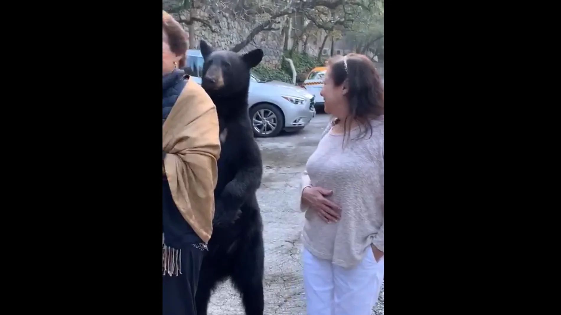 Oso acaricia a una mujer en México Oso acaricia a una mujer en México