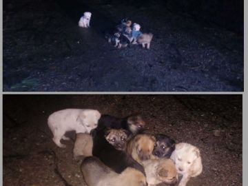 Perros abandonados