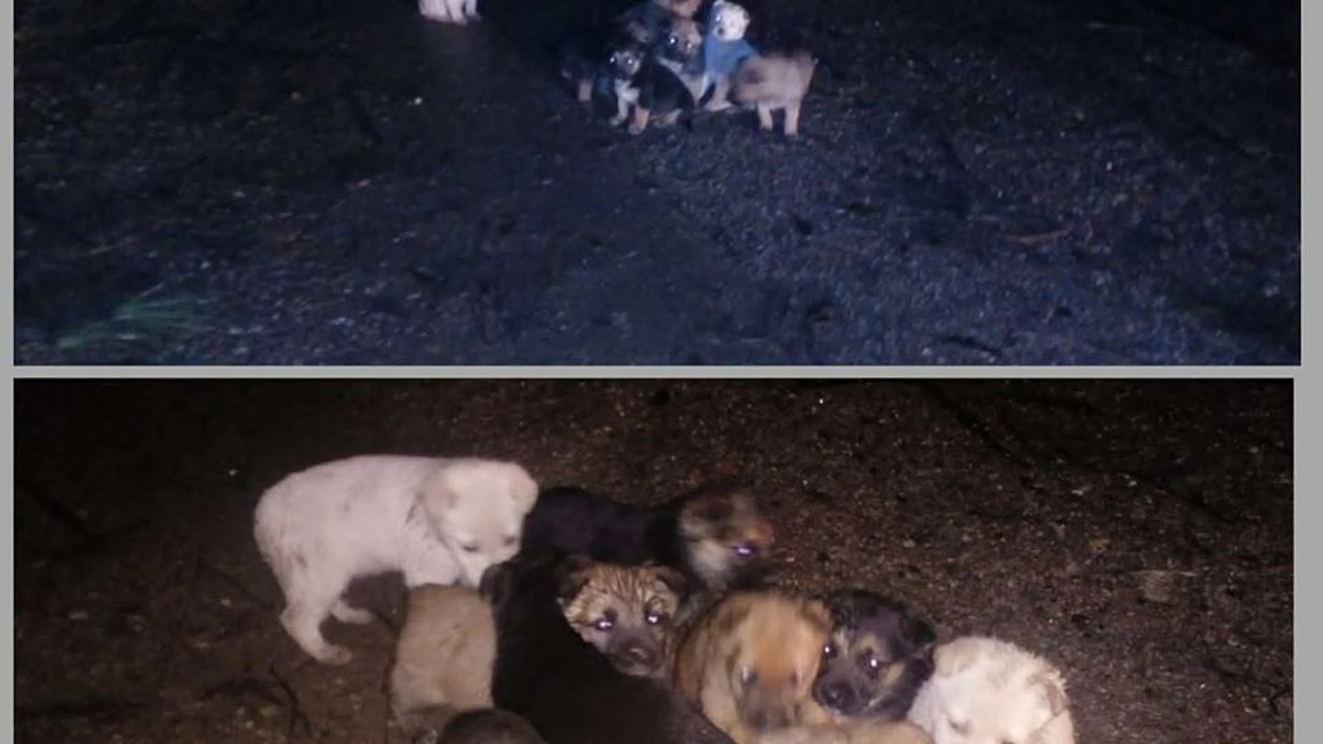 Perros abandonados Perros abandonados