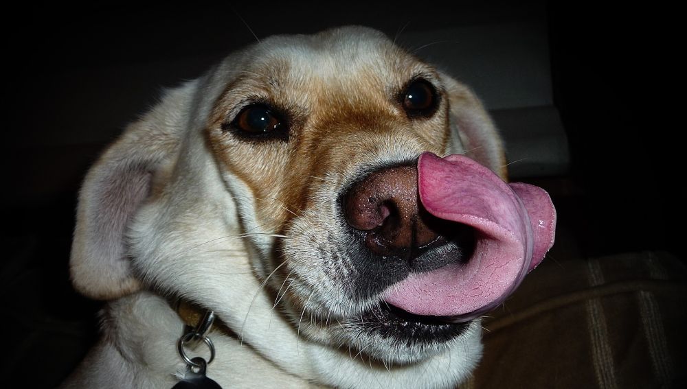 Perro