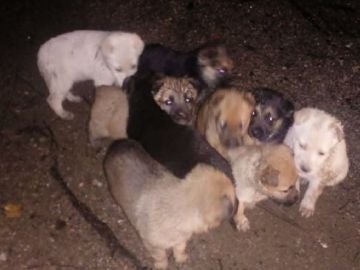 Los nueve cachorros tras ser encontrados en el monte.