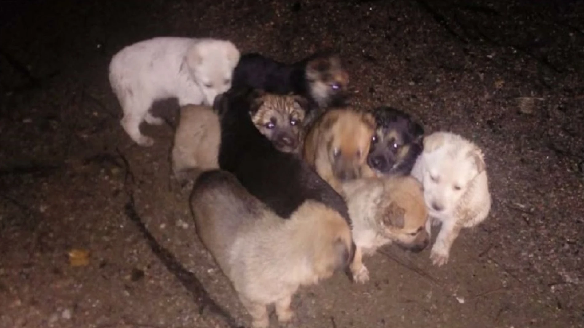 Los nueve cachorros tras ser encontrados en el monte. Los nueve cachorros tras ser encontrados en el monte.