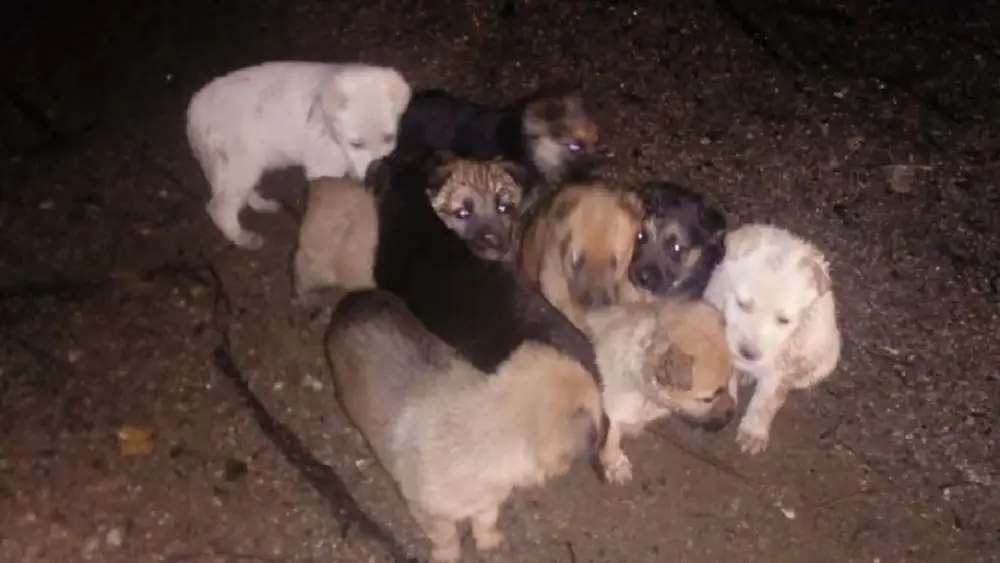 Los nueve cachorros tras ser encontrados en el monte.