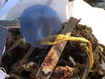 Se recogen en dos días más de 1.500 kilos de basura en el río Arousa Se recogen en dos días más de 1.500 kilos de basura en el río Arousa
