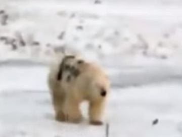 Oso polar pintado al costado 