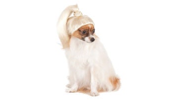 Peluca para perros Peluca para perros