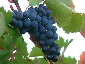 Pan, vino y aceite, pilares básicos para vivir más según un estudio Pan, vino y aceite, pilares básicos para vivir más según un estudio