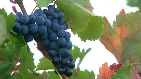 Pan, vino y aceite, pilares básicos para vivir más según un estudio Pan, vino y aceite, pilares básicos para vivir más según un estudio