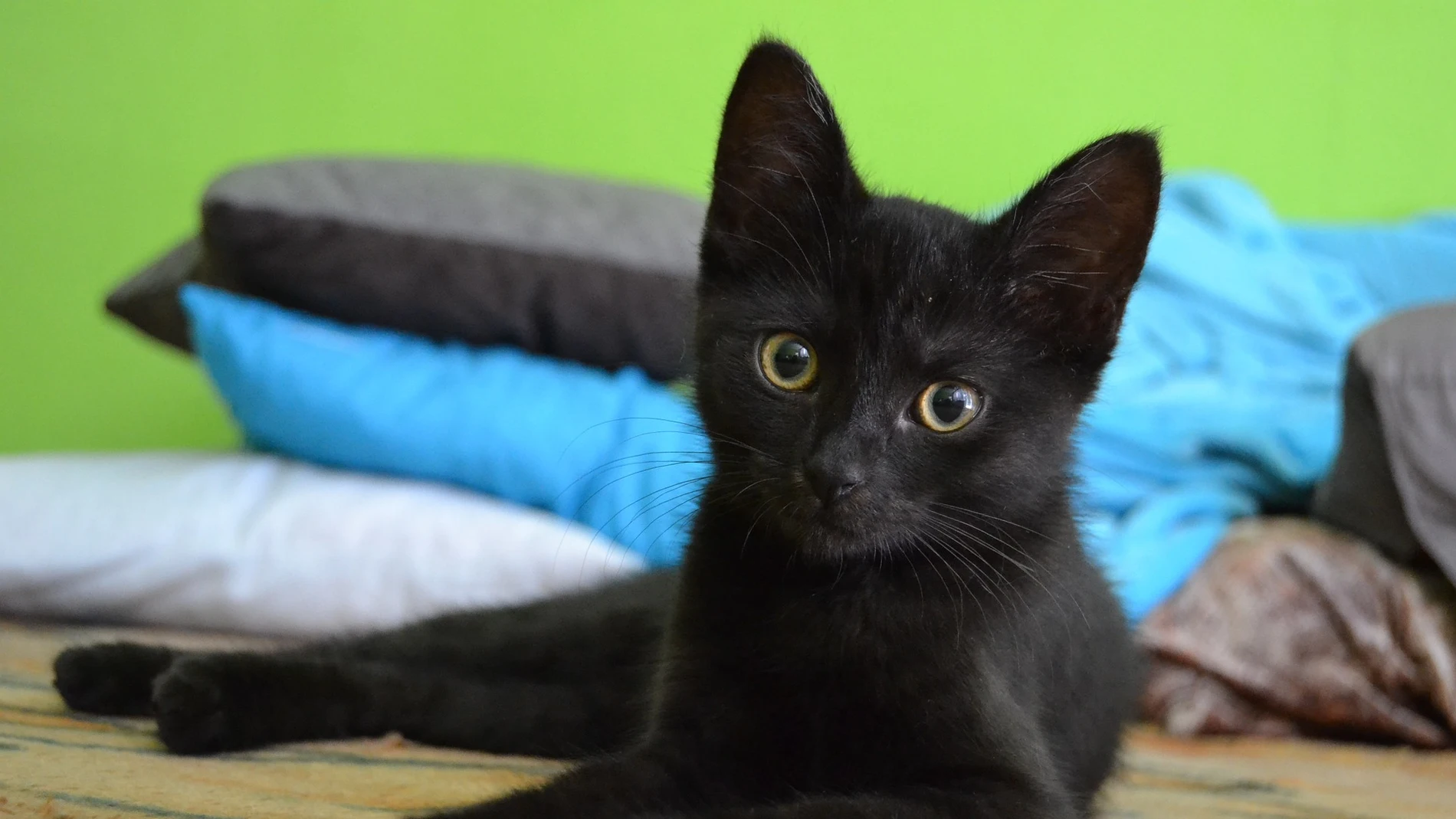 Gato negro Gato negro