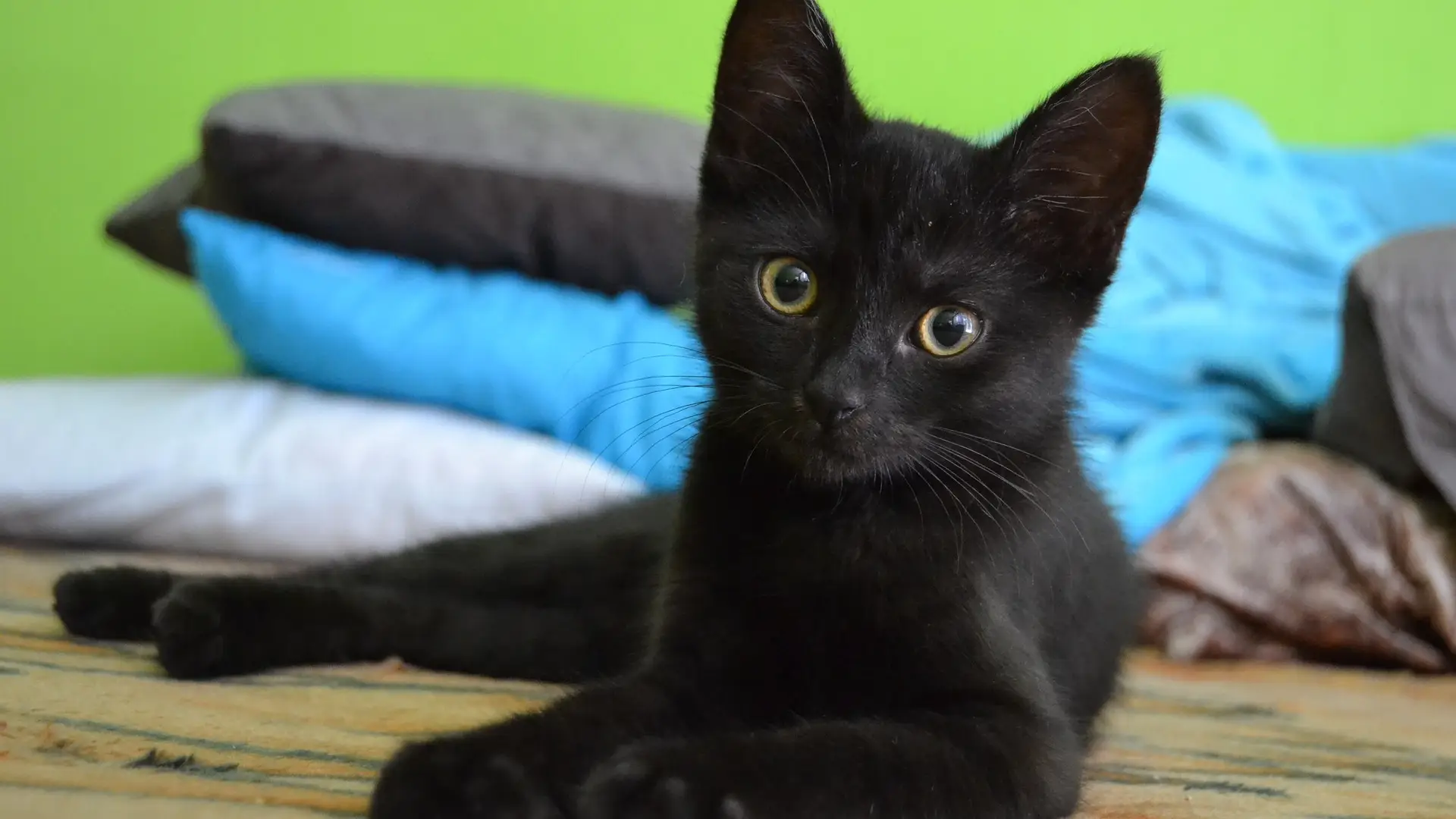 Gato negro Gato negro