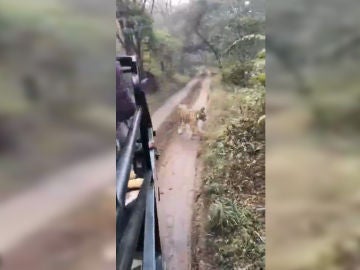 Un tigre salvaje persigue a un grupo de turistas en safari Un tigre salvaje persigue a un grupo de turistas en safari