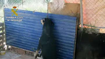 Imagen de un perro encontrado muerto en una parcela de Murcia Imagen de un perro encontrado muerto en una parcela de Murcia