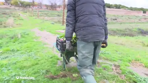 Agricultura ecológica, la solución contra el desempleo de los extranjeros en España Agricultura ecológica, la solución contra el desempleo de los extranjeros en España