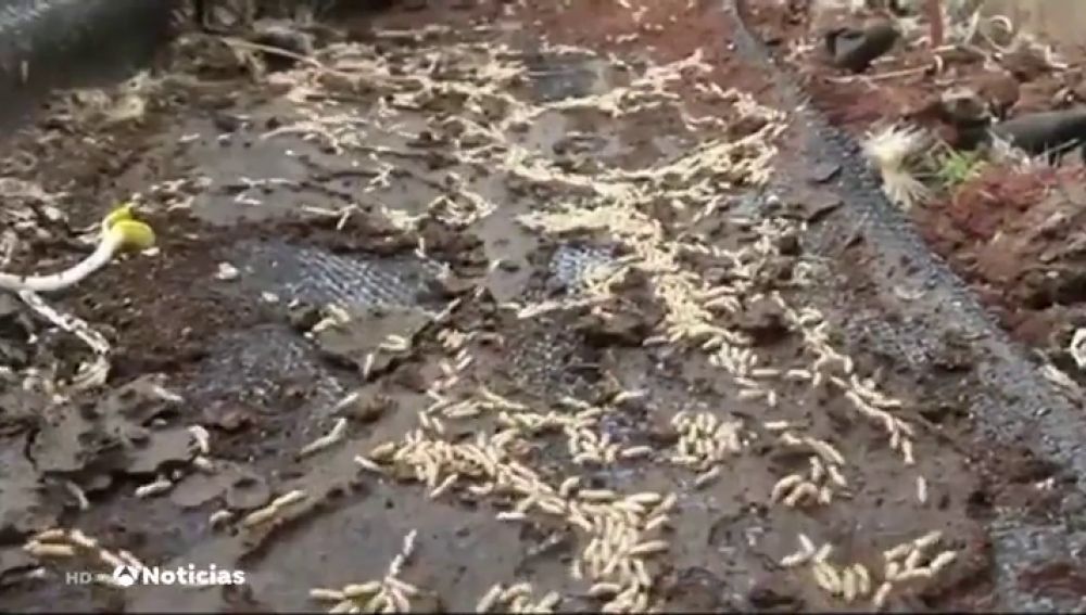 Se intenta erradicar la plaga de termitas americanas que llegaron a Tenerife hace una década