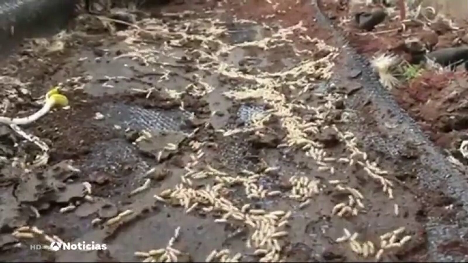 Intentan erradicar una plaga de termitas americanas que llegaron a Tenerife hace una década