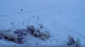 Unos 60 osos polares se quedan "atrapados" cerca de un pueblo ártico ruso