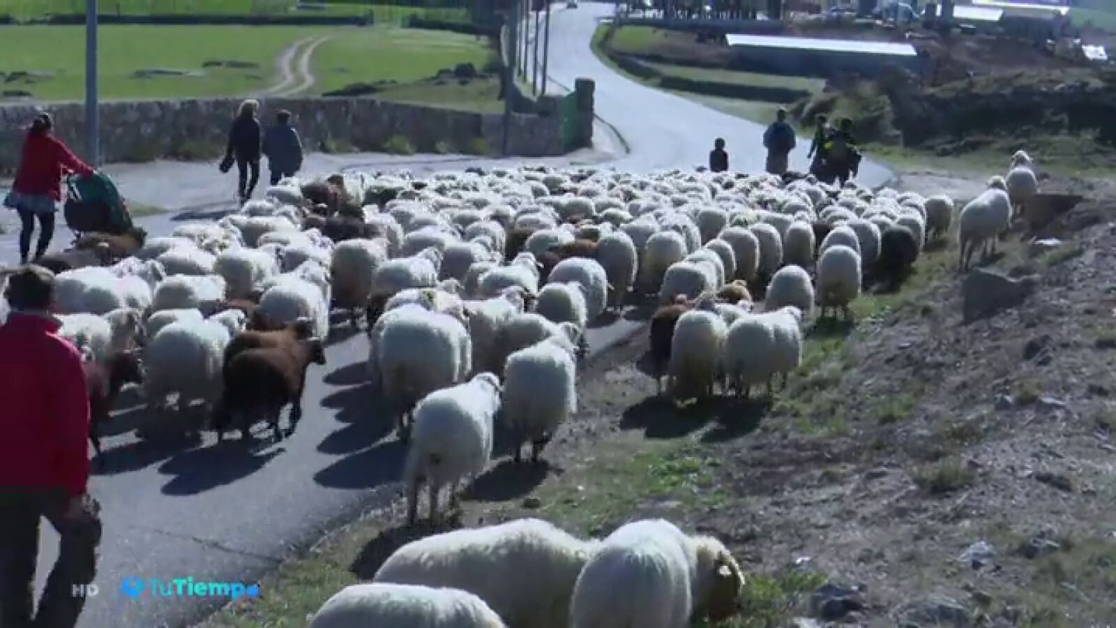 Las ovejas recorren Madrid por la Cumbre del Clima: nueve días de viaje para pastar en la Casa de Campo
