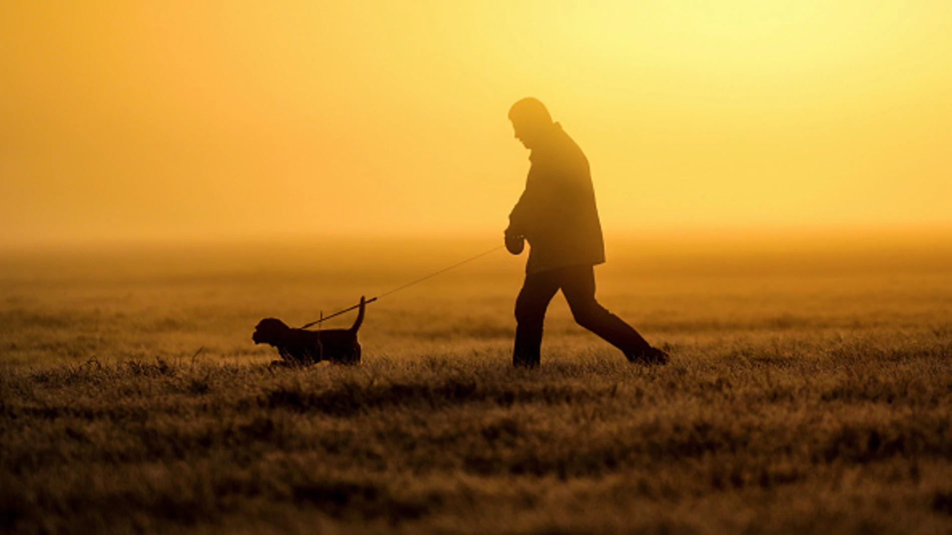 Perro y su dueño Perro y su dueño
