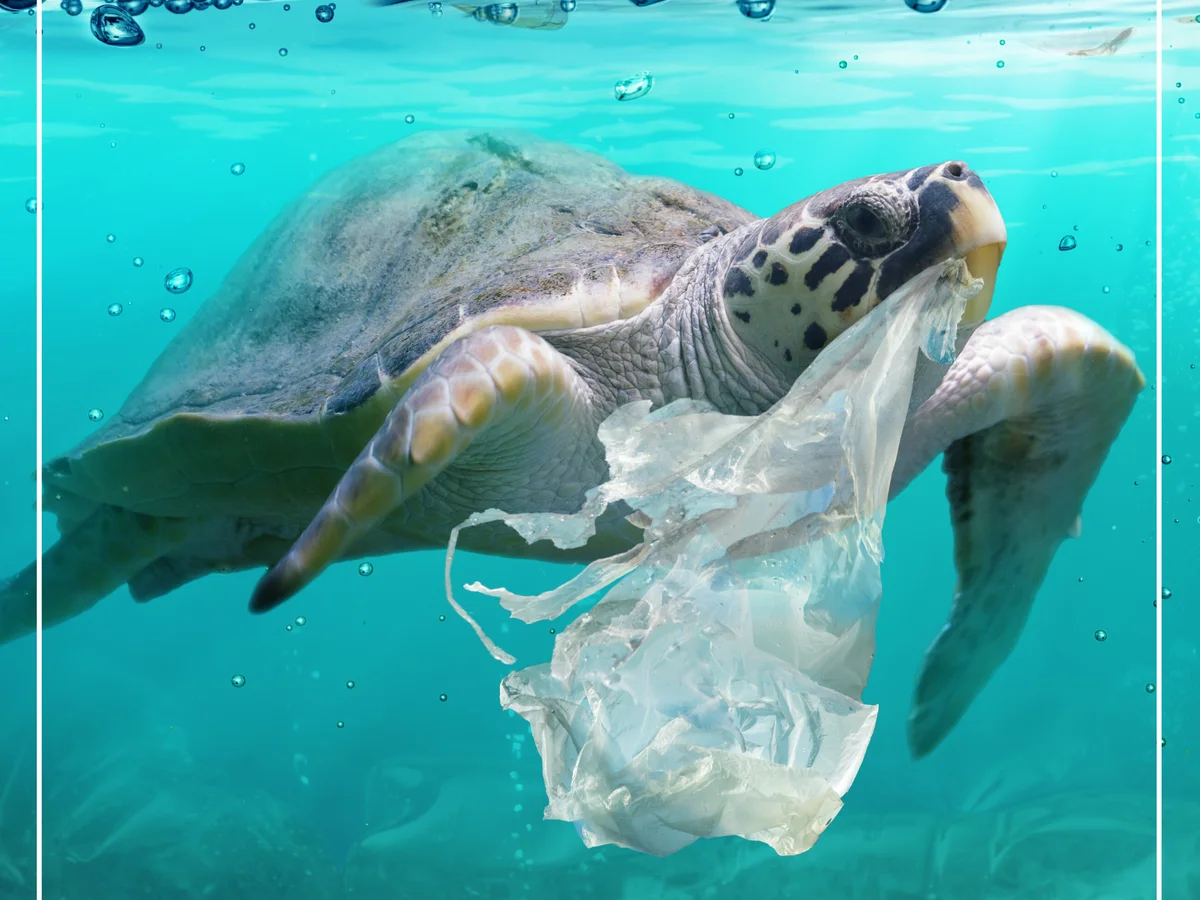 Guerra contra el plástico: Piden prohibir cubiertos desechables,  bastoncillos y toallitas húmedas - Onda Vasca