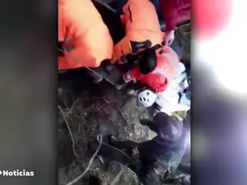NUEVA PERROS NUEVA PERROS