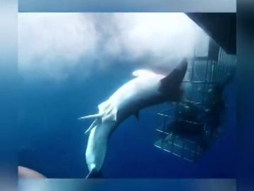 Muere un tiburón enganchado en una jaula de observación ante la pasividad de los turistas