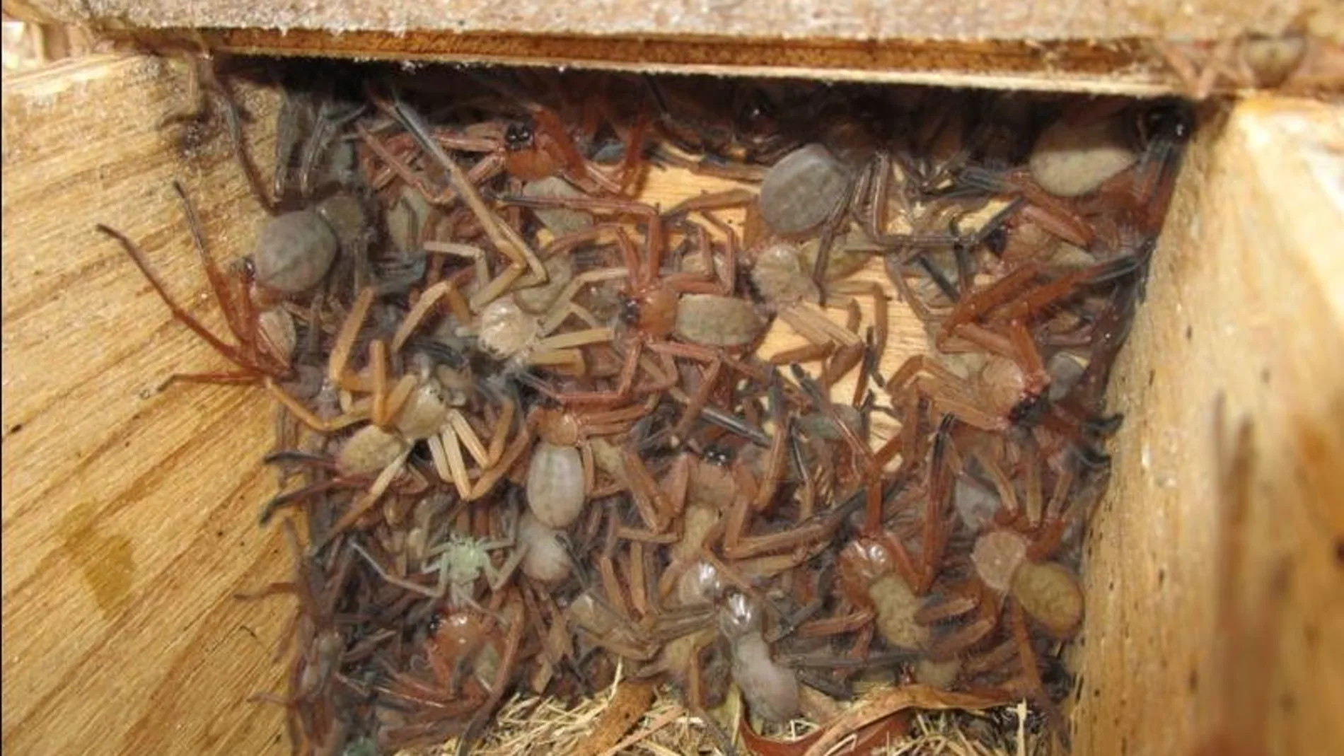 Arañas gigantes en un cajón Arañas gigantes en un cajón