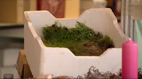 Las autoridades recuerdan que está prohibido coger musgo, tejo o acebo en el campo Las autoridades recuerdan que está prohibido coger musgo, tejo o acebo en el campo