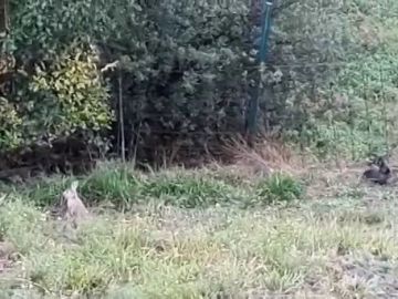 Una plaga de conejos pone en alerta a los vecinos de Portugalete