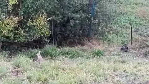 Una plaga de conejos pone en alerta a los vecinos de Portugalete Una plaga de conejos pone en alerta a los vecinos de Portugalete