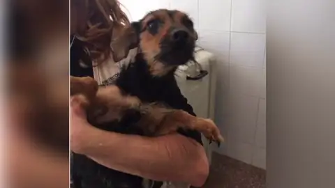 Piden colaboración para dar con la persona que abandonó once perros de unos contenedores de Alicante Piden colaboración para dar con la persona que abandonó once perros de unos contenedores de Alicante