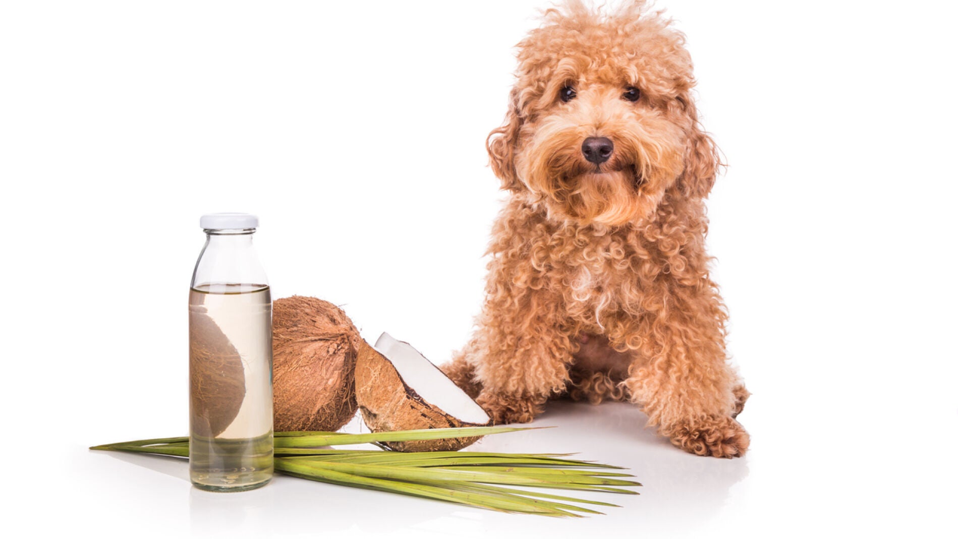 Aceites aromáticos para perros