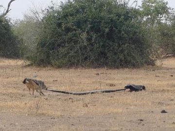 Pelea entre un chacal, un tejón y una pitón Pelea entre un chacal, un tejón y una pitón