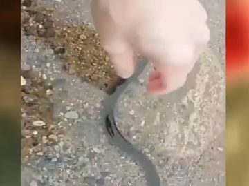 Uno de los peces muertos