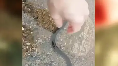 Uno de los peces muertos Uno de los peces muertos
