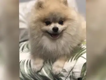 Pop, el perro desaparecido Pop, el perro desaparecido