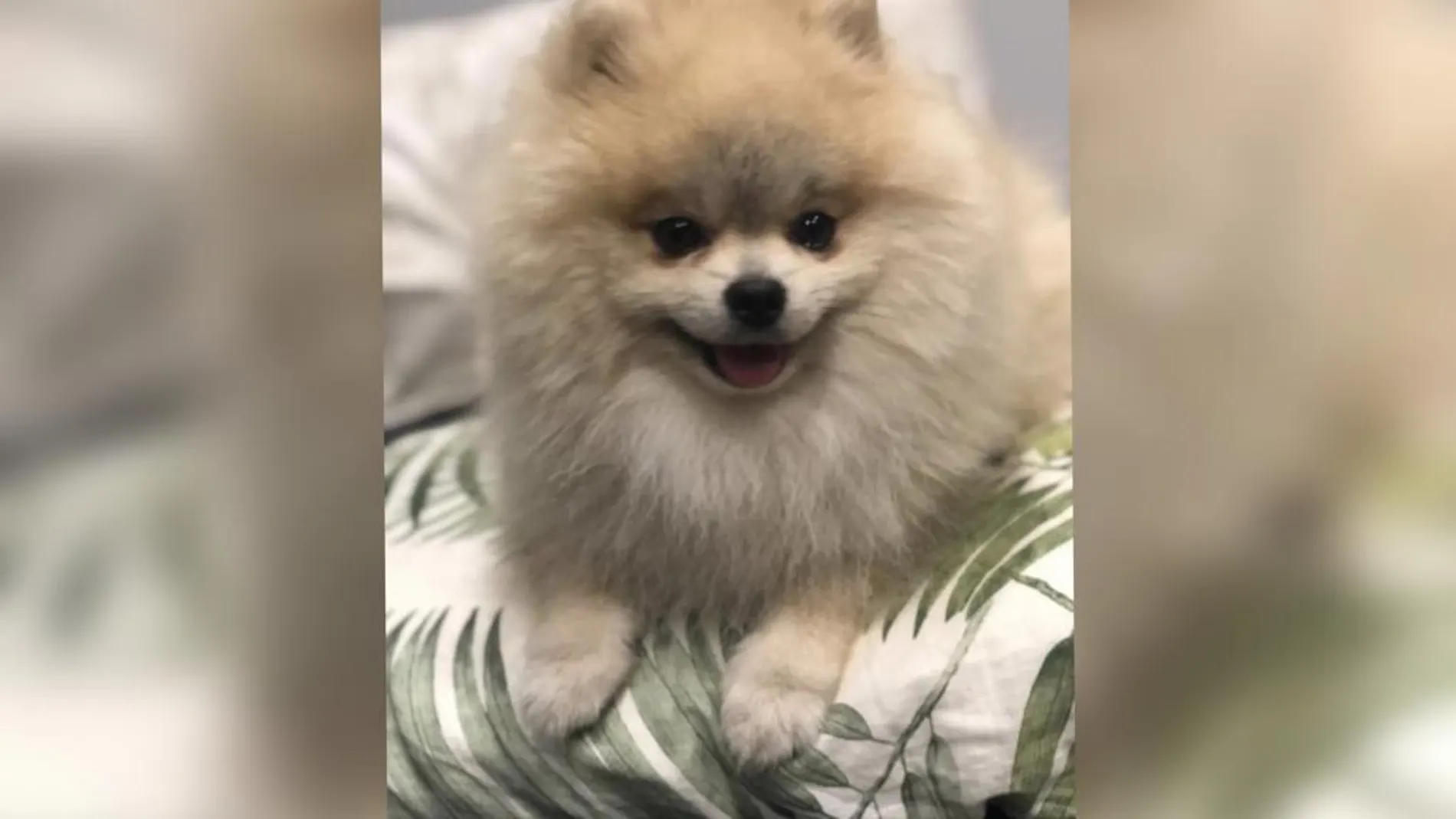 Pop, el perro desaparecido Pop, el perro desaparecido