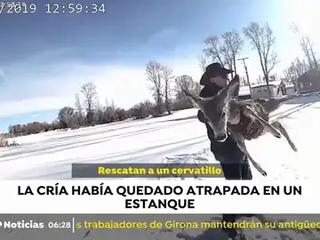 RESCATE CIERVO RESCATE CIERVO