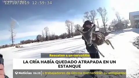 RESCATE CIERVO RESCATE CIERVO