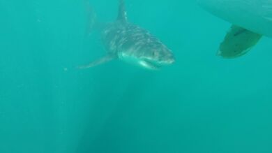 Muere en Australia un surfista de 15 años tras ser atacado por un tiburón blanco 
