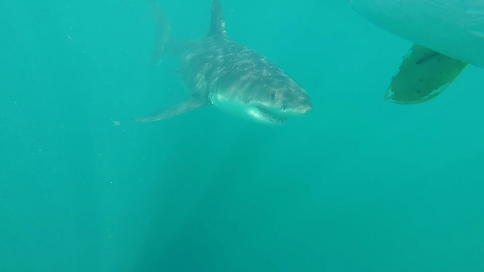 Muere un surfista de 15 años tras ser atacado por un tiburón blanco Muere un surfista de 15 años tras ser atacado por un tiburón blanco