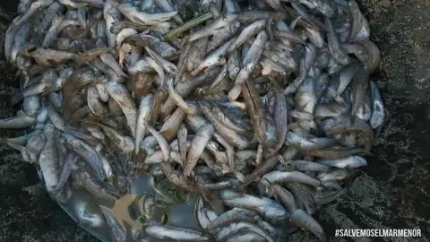 Las redes responden a López Miras por sus palabras sobre la degradación del Mar Menor: #YoNoHeSido Las redes responden a López Miras por sus palabras sobre la degradación del Mar Menor: #YoNoHeSido