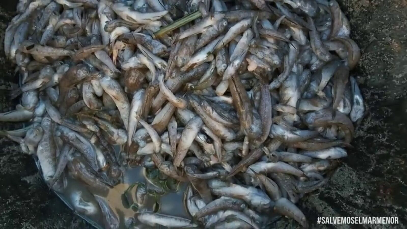 Las redes responden a López Miras por sus palabras sobre la degradación del Mar Menor: #YoNoHeSido