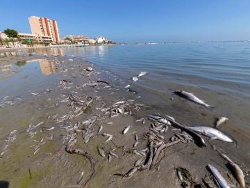 Decenas de peces muertos en las playas del Mar Menor