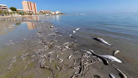 Decenas de peces muertos en las playas del Mar Menor Decenas de peces muertos en las playas del Mar Menor