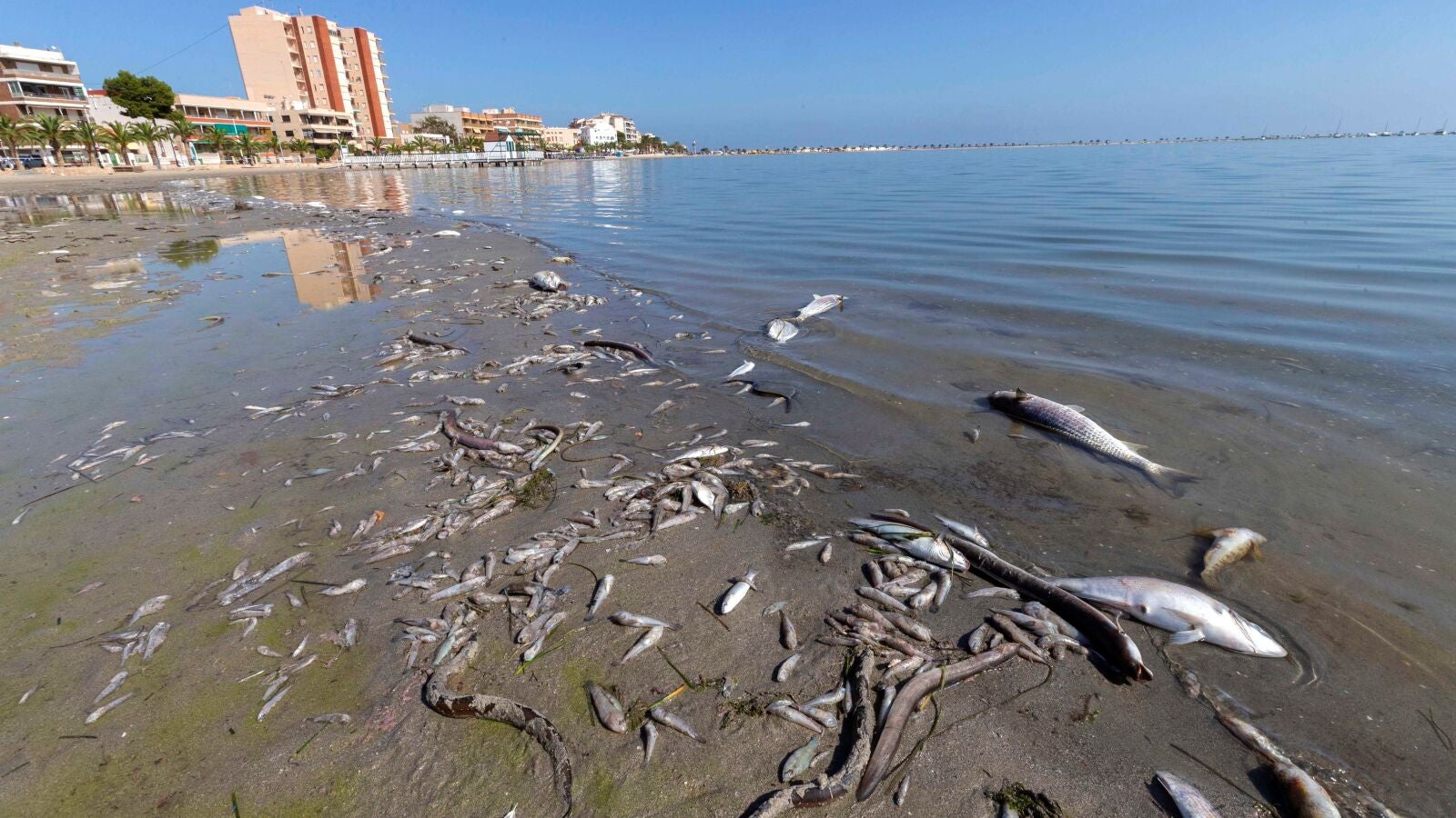 Murcia aprueba el Decreto Ley Protección Integral del Mar Menor, con sanciones de hasta medio millón de euros
